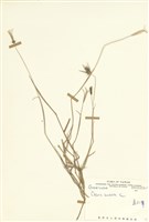 藏品(孟仁草)的圖片